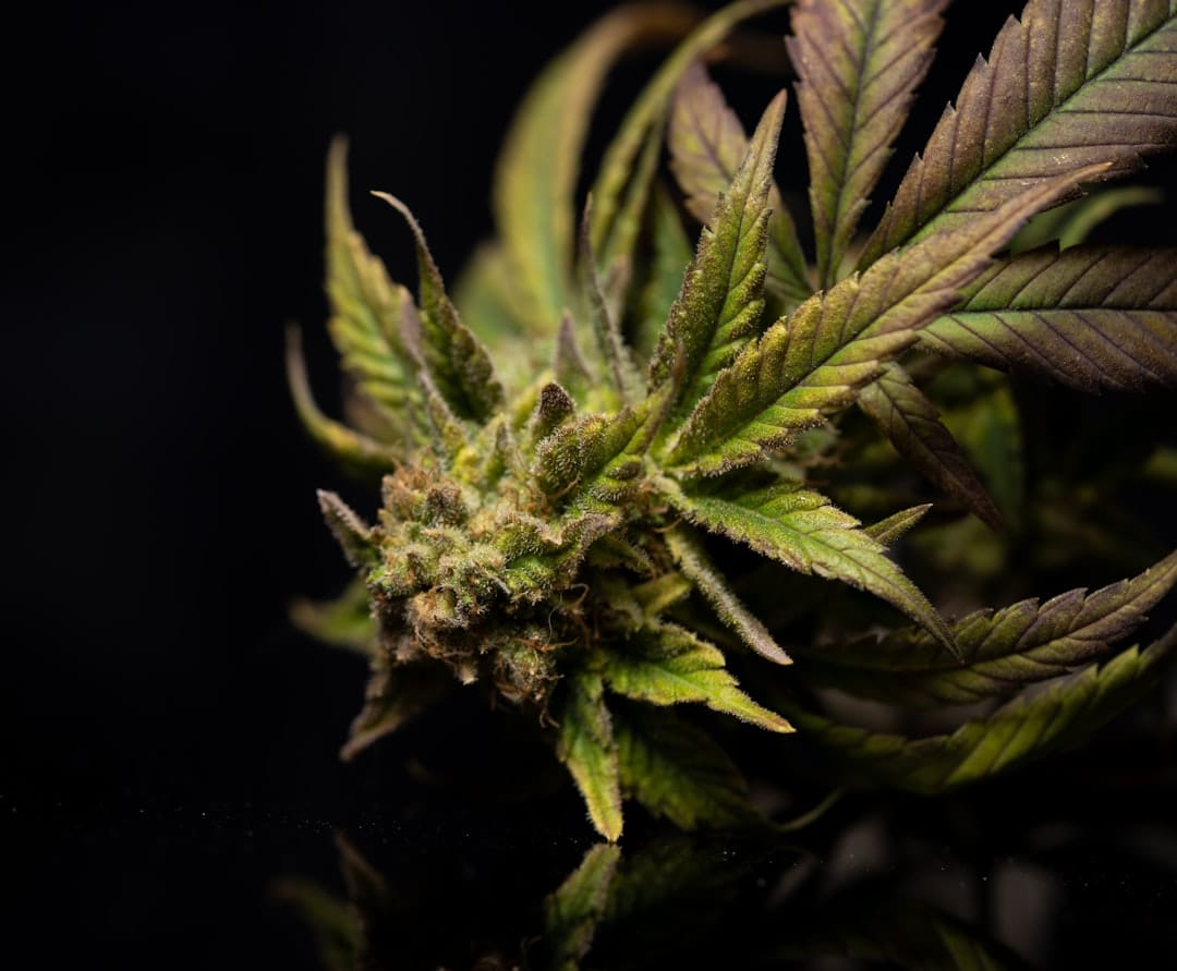 Close-up of a cannabis plant leaf representing classic indica Kush genetics like Bubba OG