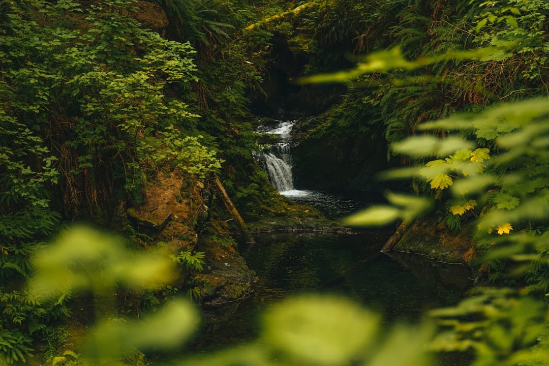 Small waterfall flowing through a Pacific Northwest coastal rainforest similar to Lynn Canyon Park in North Vancouver