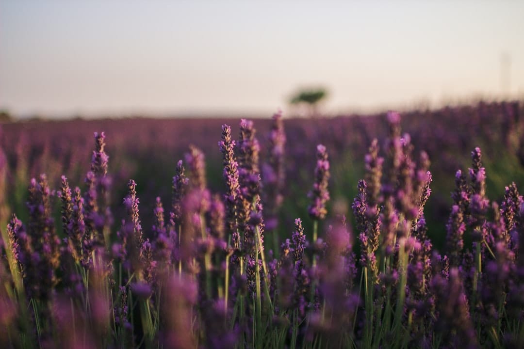 Purple lavender field showing linalool aromatic plants