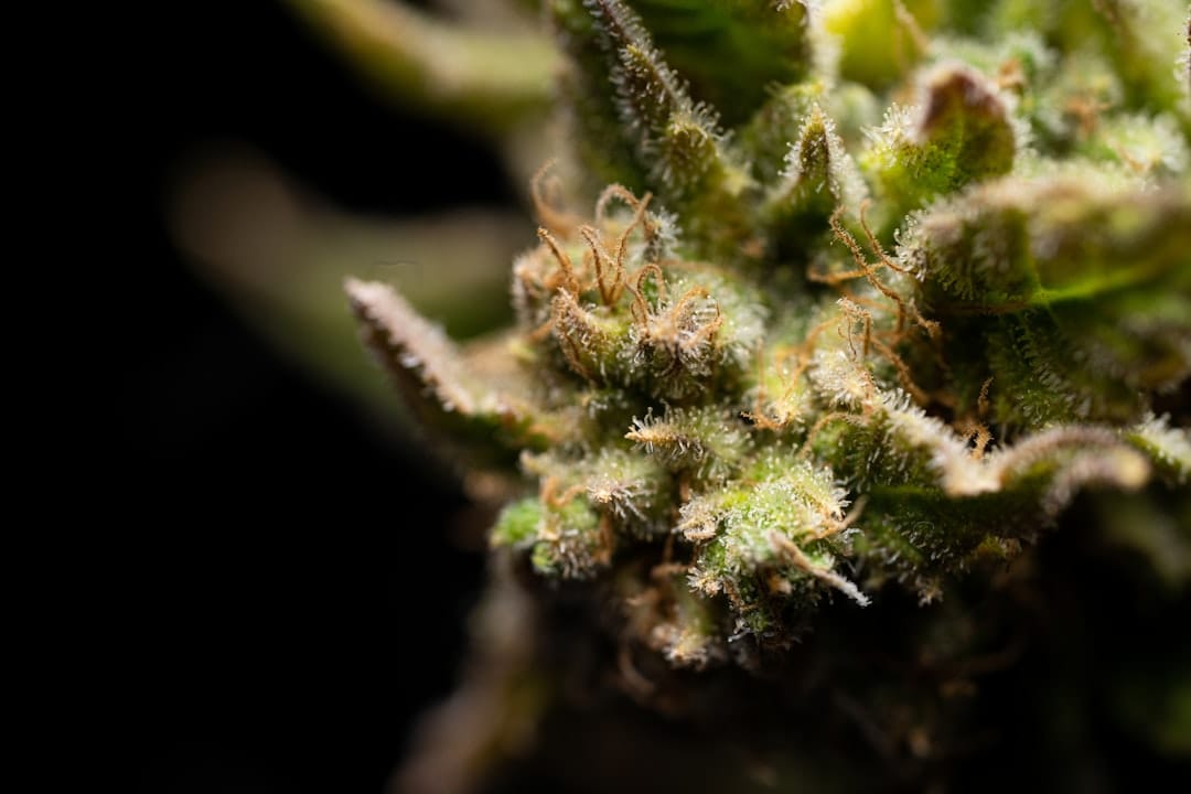 Macro close-up of cannabis flower trichomes showing Sunset Sherbert genetics