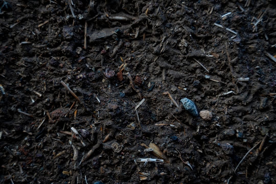 Close-up of rich dark organic living soil with compost and decomposing matter teeming with microbial life
