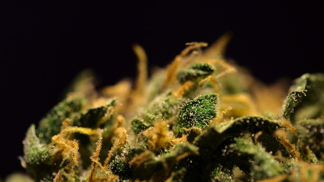 Macro close-up of cannabis trichomes where terpenes are produced