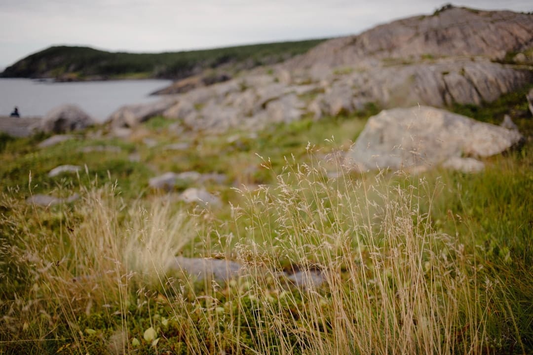 Newfoundland coastline grassy field overlooking the Atlantic Ocean