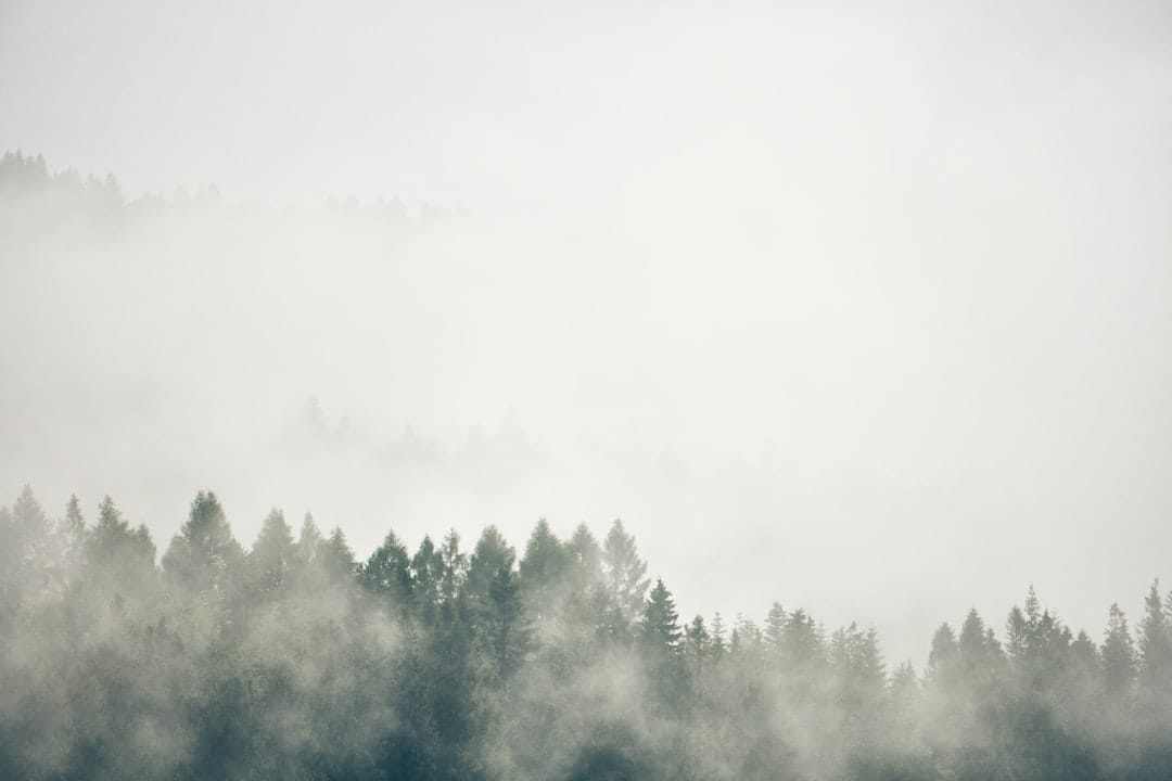 Misty pine forest in British Columbia evoking the Pine Tar strain pine aroma