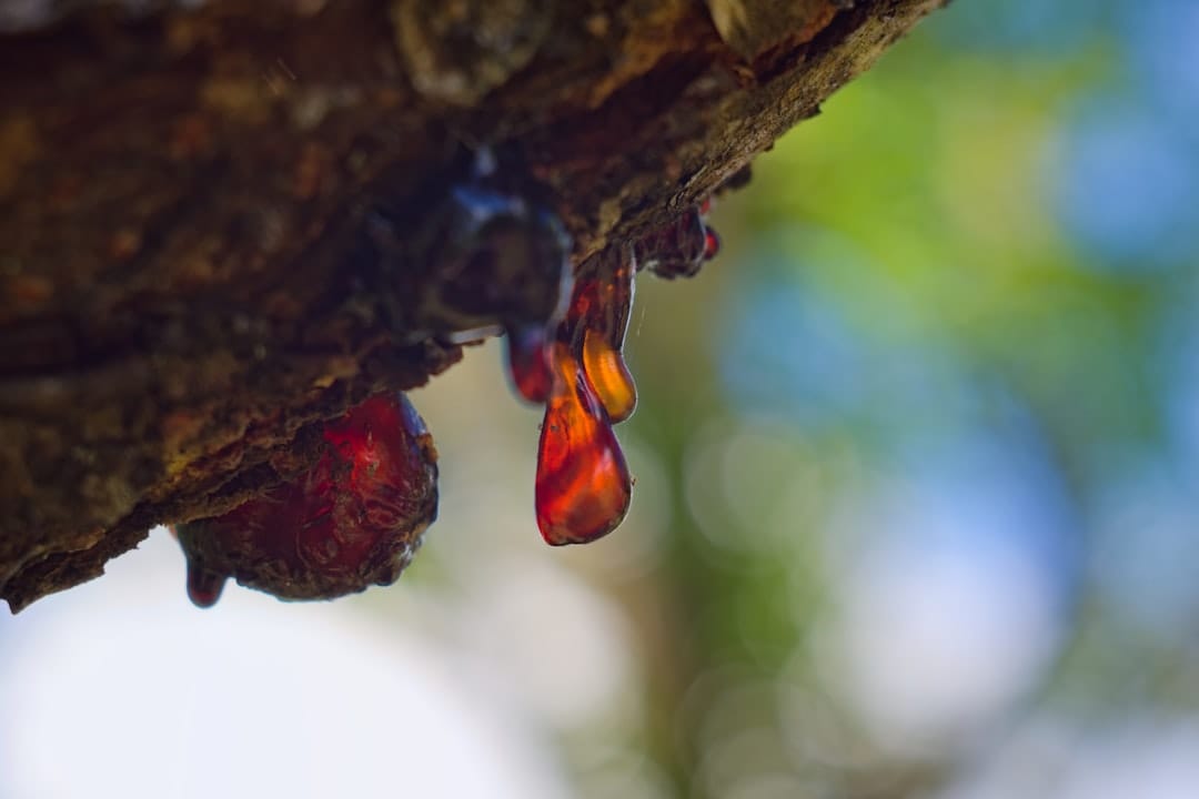 Golden amber resin dripping evoking BC live hash rosin solventless extraction