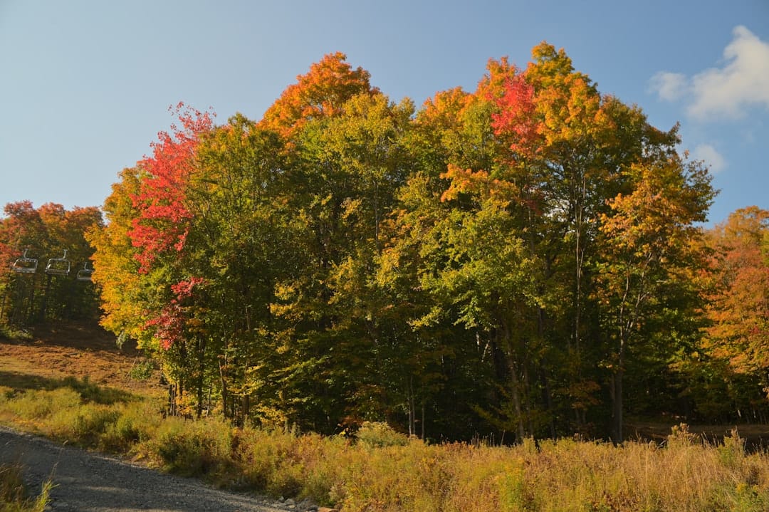 Dirt road through fall foliage in rural Quebec representing the Eastern Townships wine route