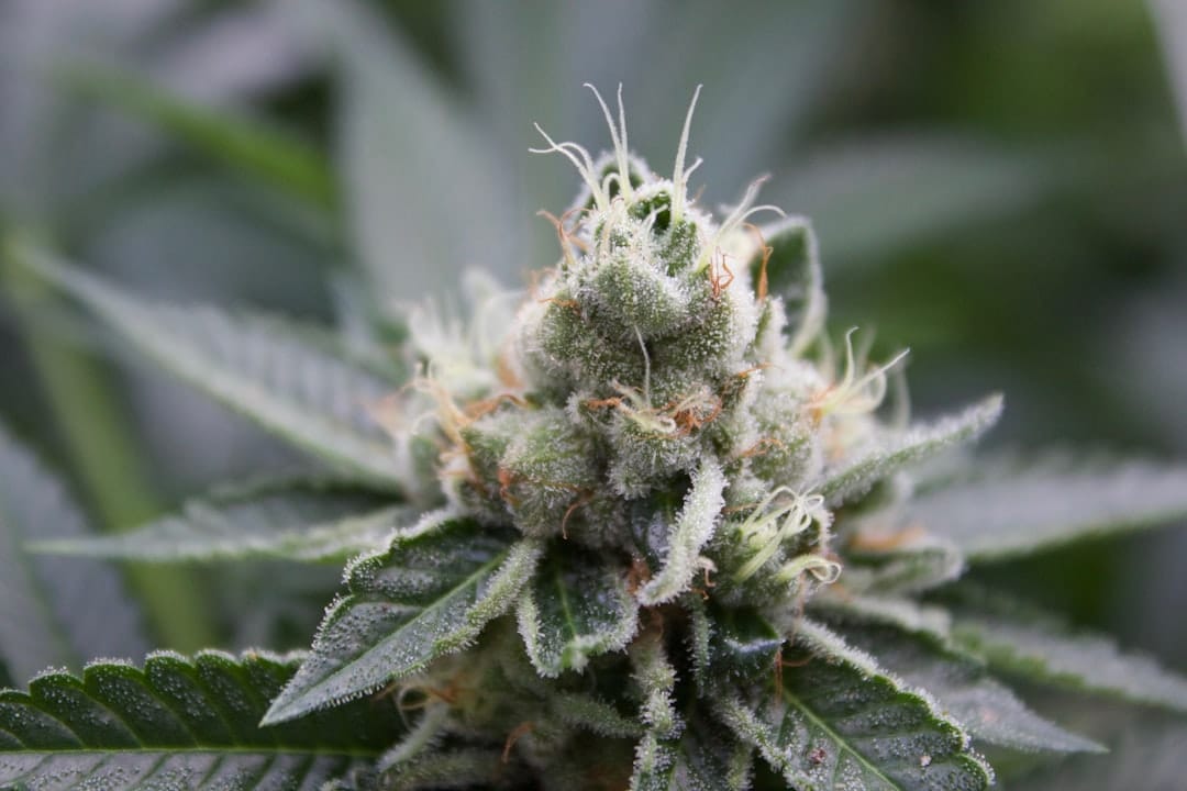 Premium BC craft cannabis flower available for delivery to Fredericton New Brunswick