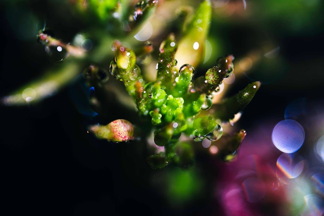 Macro shot of a frosty resin-covered cannabis flower with visible trichomes