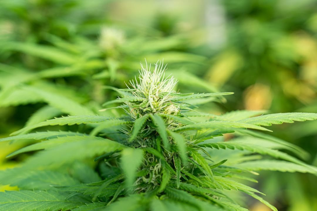Macro close-up of a cannabis flower showing dense trichomes and vibrant green colour from living soil cultivation