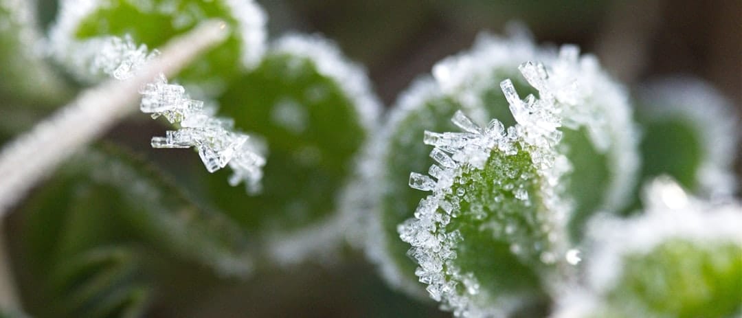 Green plant material covered in ice crystals — the principle behind ice water hash washing