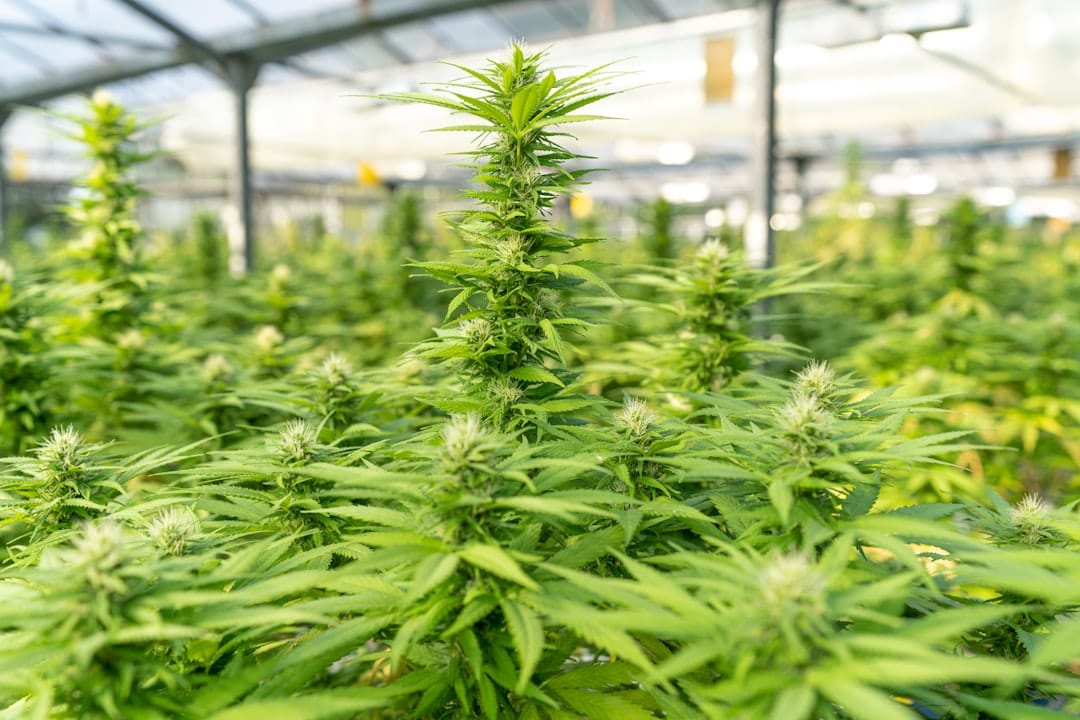 Cannabis plant in a BC craft greenhouse representing micro-cultivator production