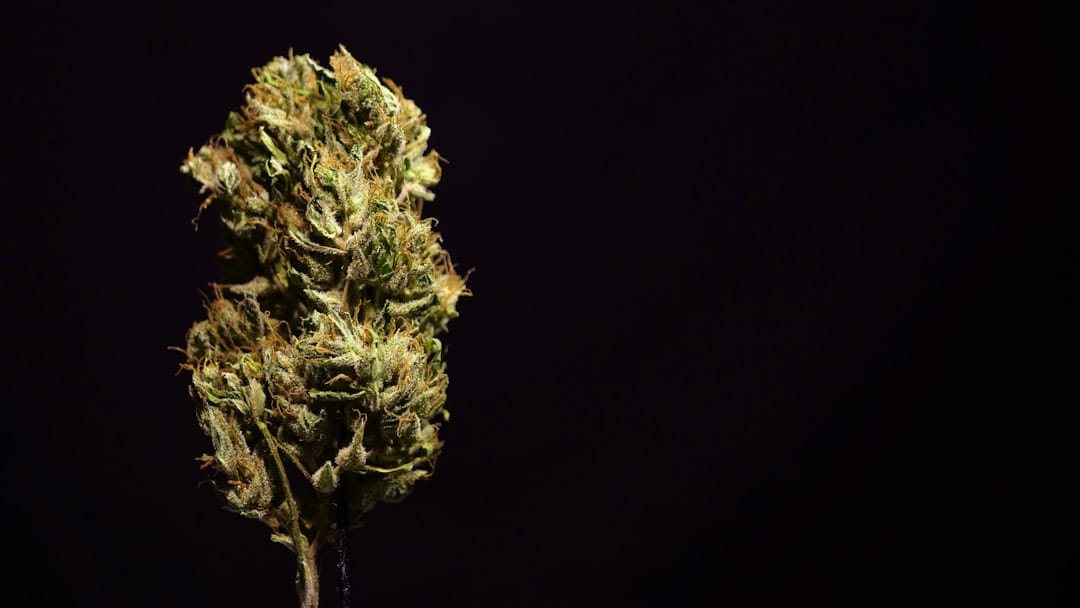 Close-up of premium BC craft cannabis flower available for delivery to Lunenburg Nova Scotia