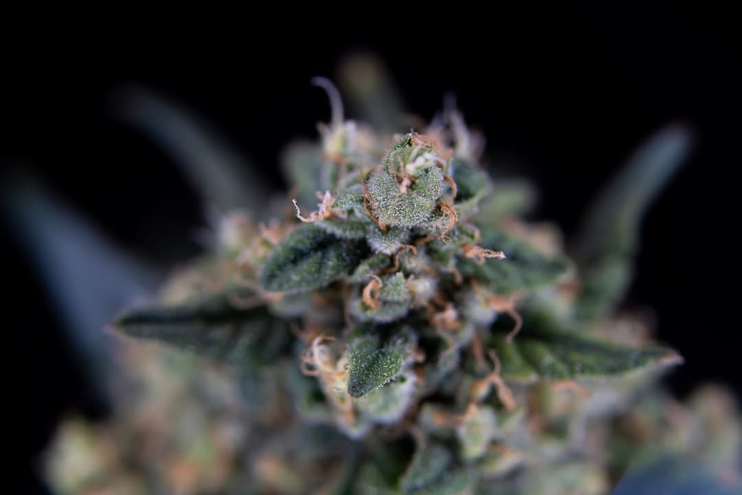 Macro cannabis flower with water droplets representing Pink Kush lineage in Coastal Pink