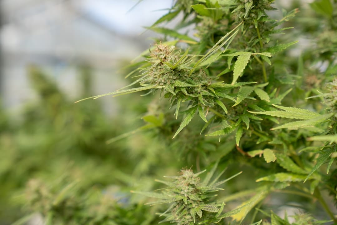 Close-up of premium BC craft cannabis flower with vibrant green leaves