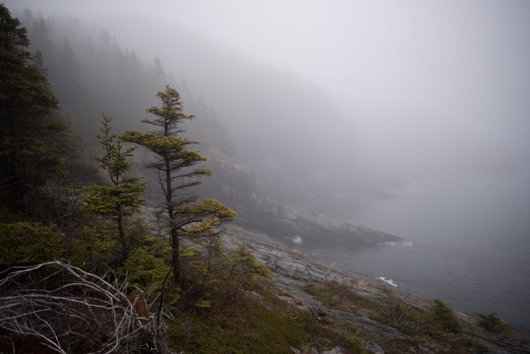 Morning fog covering the boreal forest in central Newfoundland near Gander