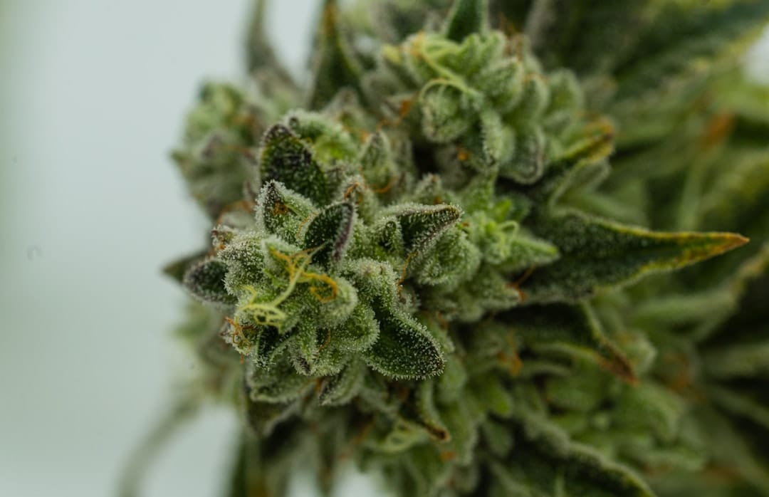 Close-up macro of green cannabis kush bud illustrating dense Pine Tar AAA flower