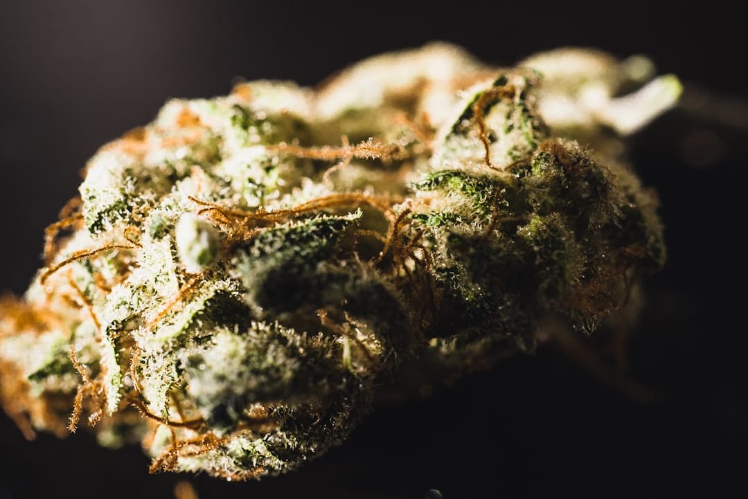 Close-up of cannabis flower showing terpene-producing trichomes