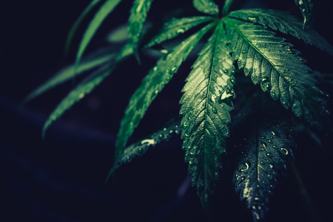 Premium BC craft cannabis flower available for delivery to Brandon, Manitoba