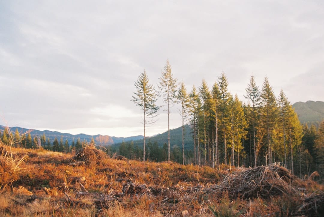 Tall trees in a Pacific Northwest forest, evoking the BC craft cannabis growing region