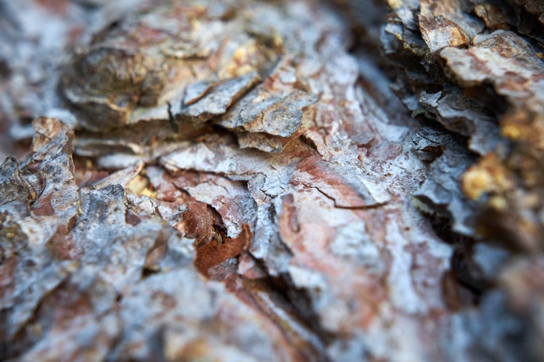 Pine tree bark with natural resin and texture representing the Pine Tar terpene profile