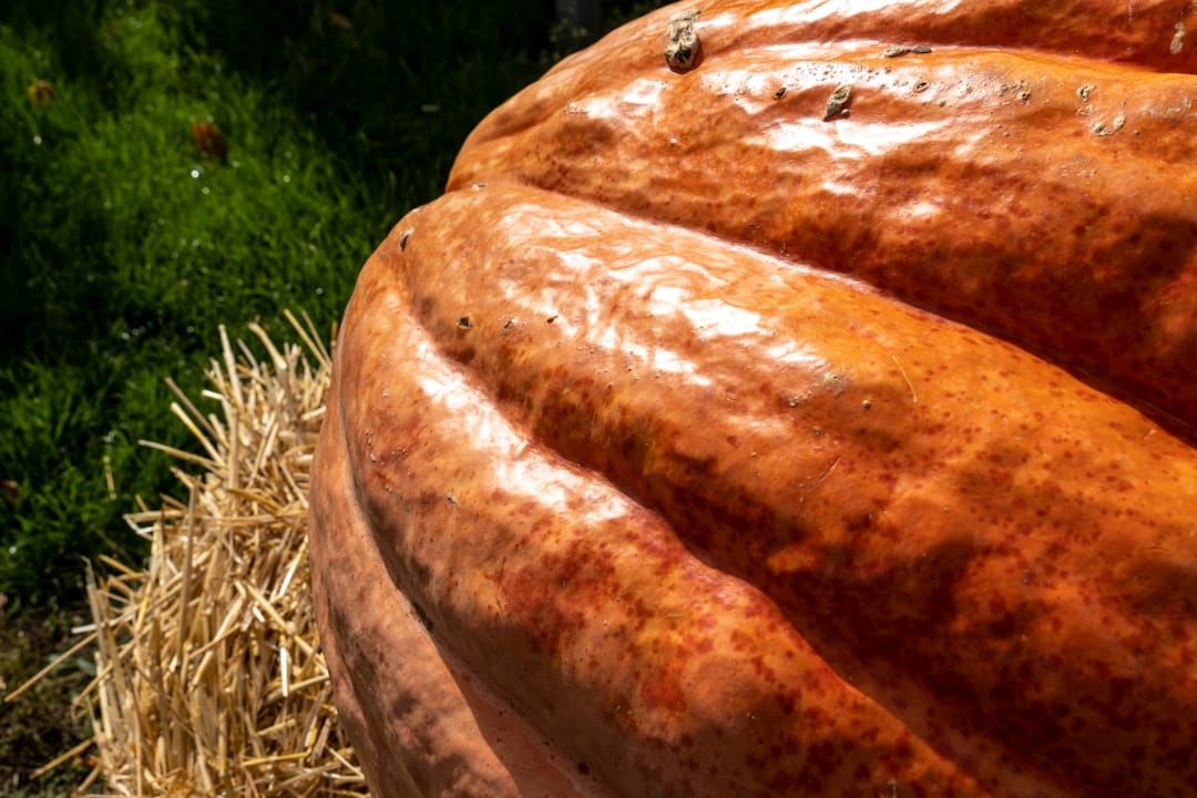 Giant Atlantic pumpkin on a bed of hay -- Windsor, Nova Scotia is the birthplace of giant pumpkin growing