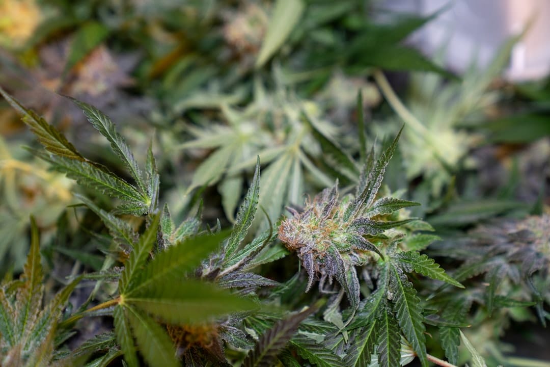 Close-up of fresh green cannabis buds showing dense calyx development from BC craft cultivation
