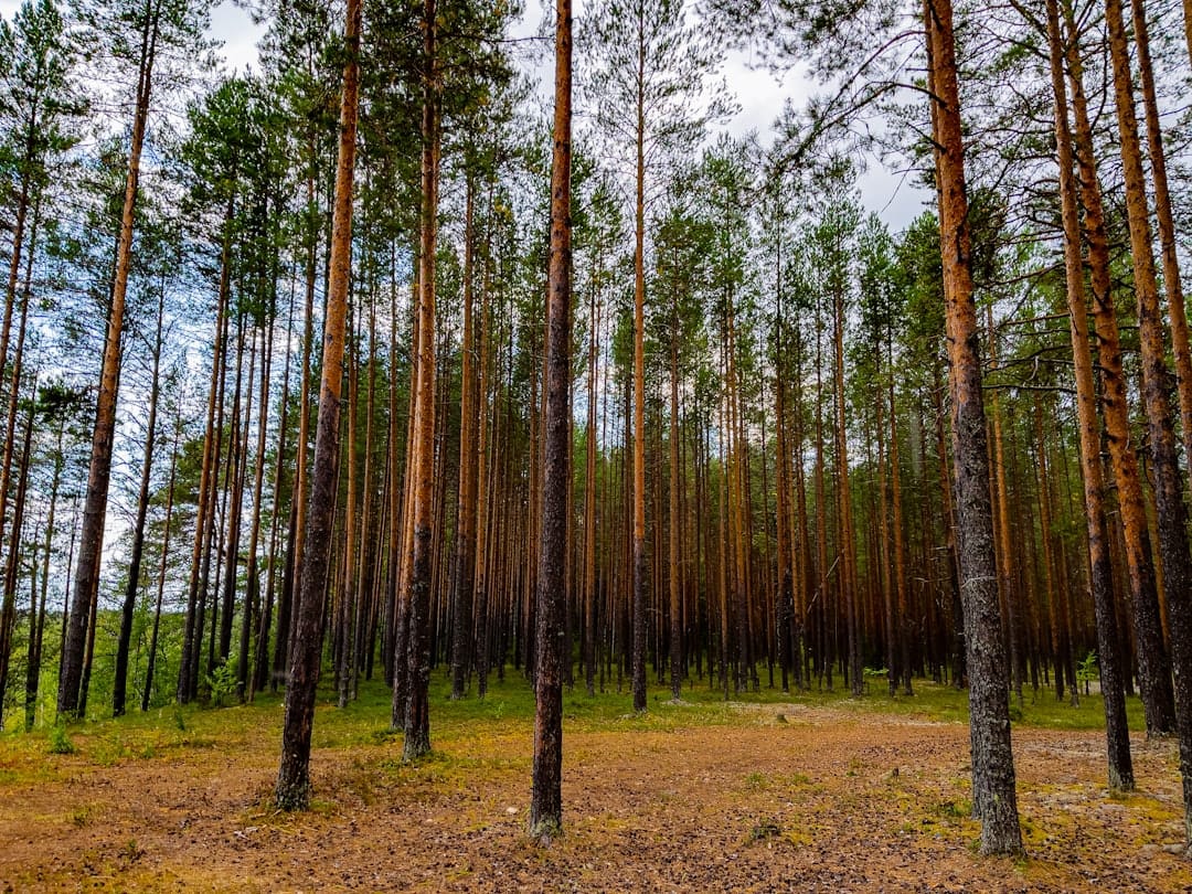 Pine forest representing alpha-pinene terpene found in cannabis