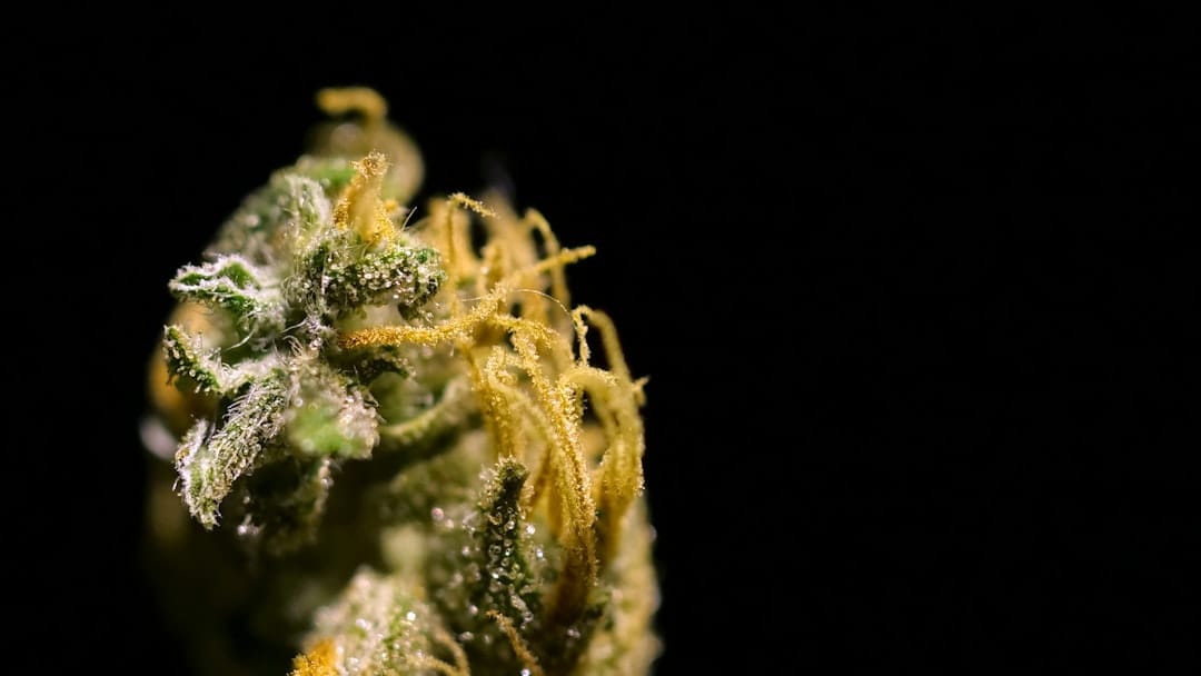 Close-up of yellow and green craft cannabis kush flower from BC growers