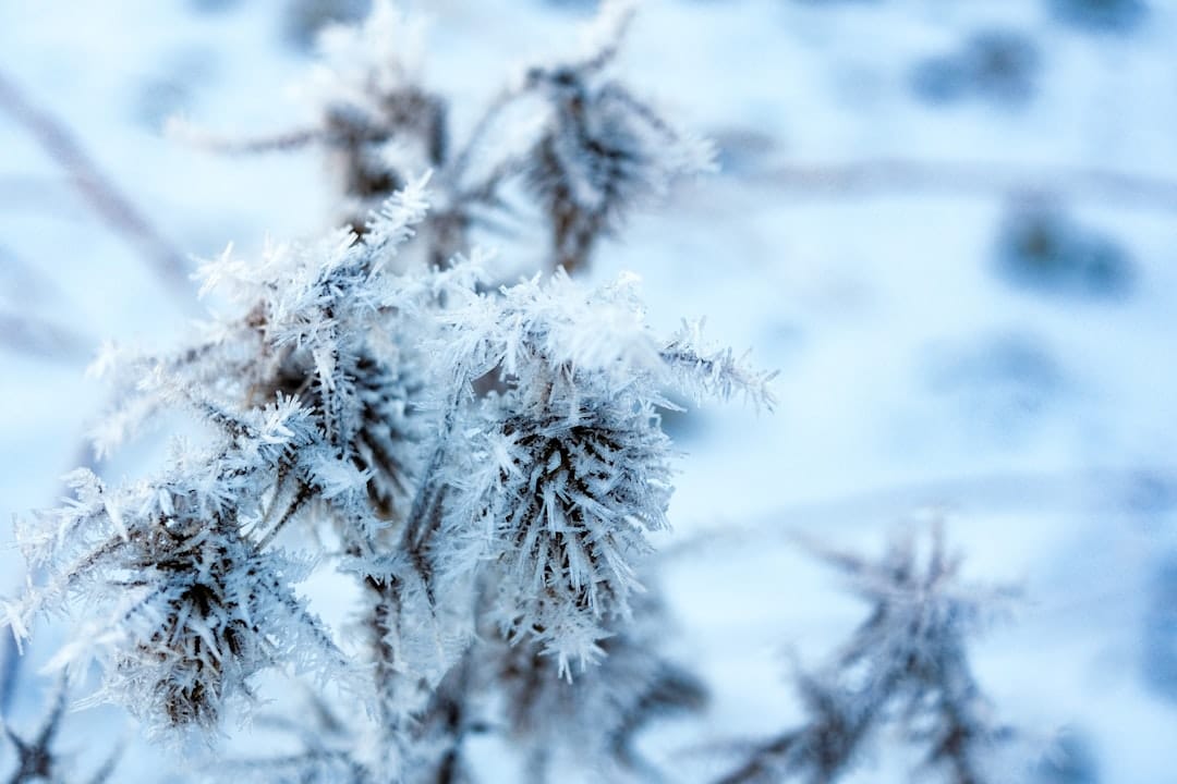 Frozen cannabis plant with frost and ice for solventless live rosin extraction