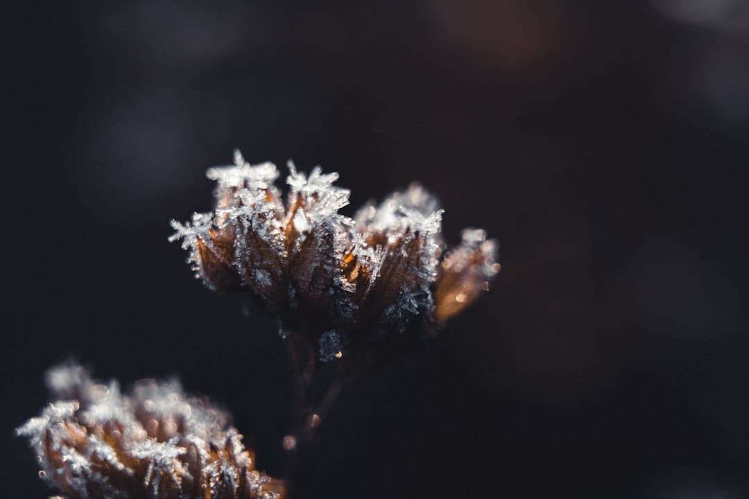 Close-up of frosty cannabis trichomes showing crystalline resin heads — the raw material behind live hash rosin