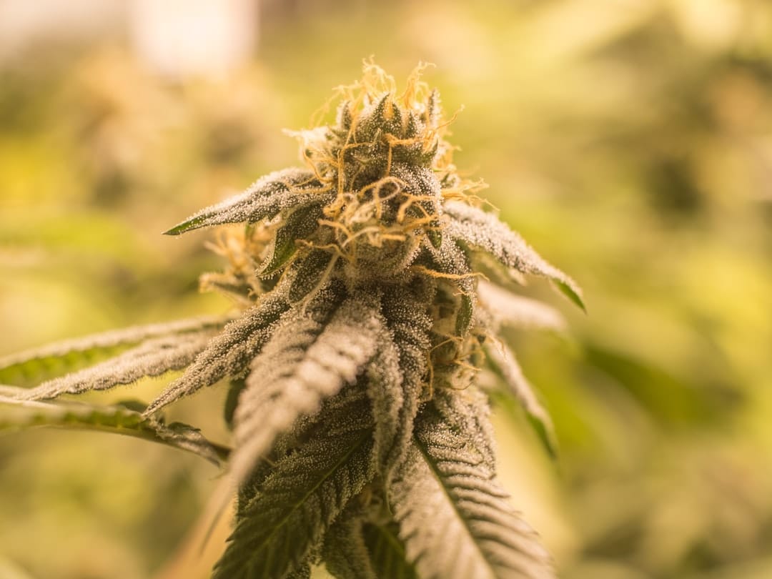 Close-up of green cannabis flower with healthy leaves and buds