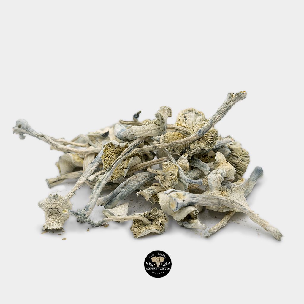 Buy Albino Zilla Mushrooms at Elephant Garden Cannabis
