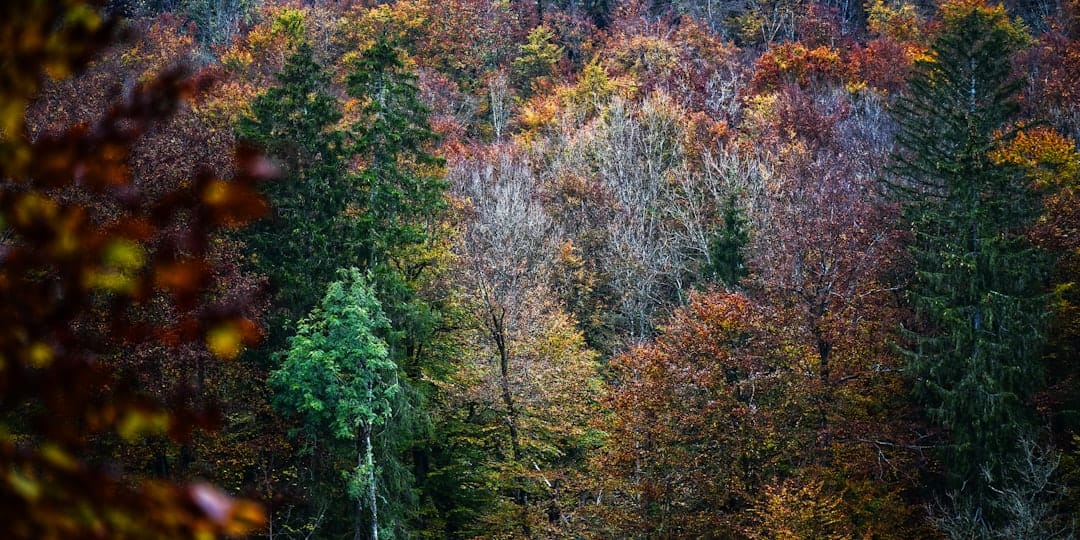 Autumn forest in New Brunswick with vibrant fall foliage near Fredericton
