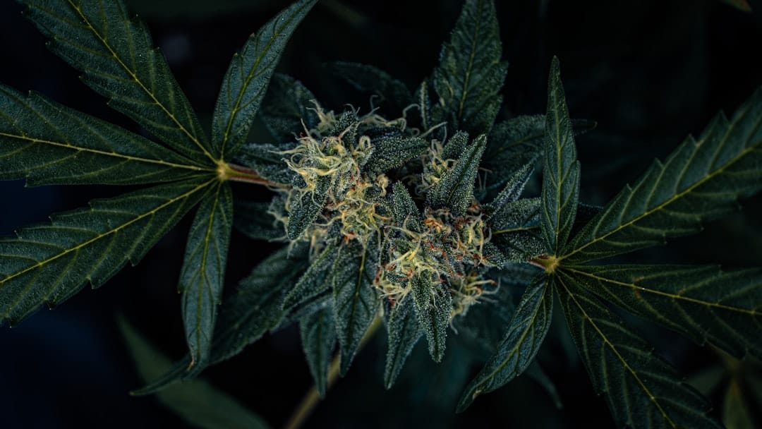 Close-up of a cannabis flower bud showing dense trichome coverage