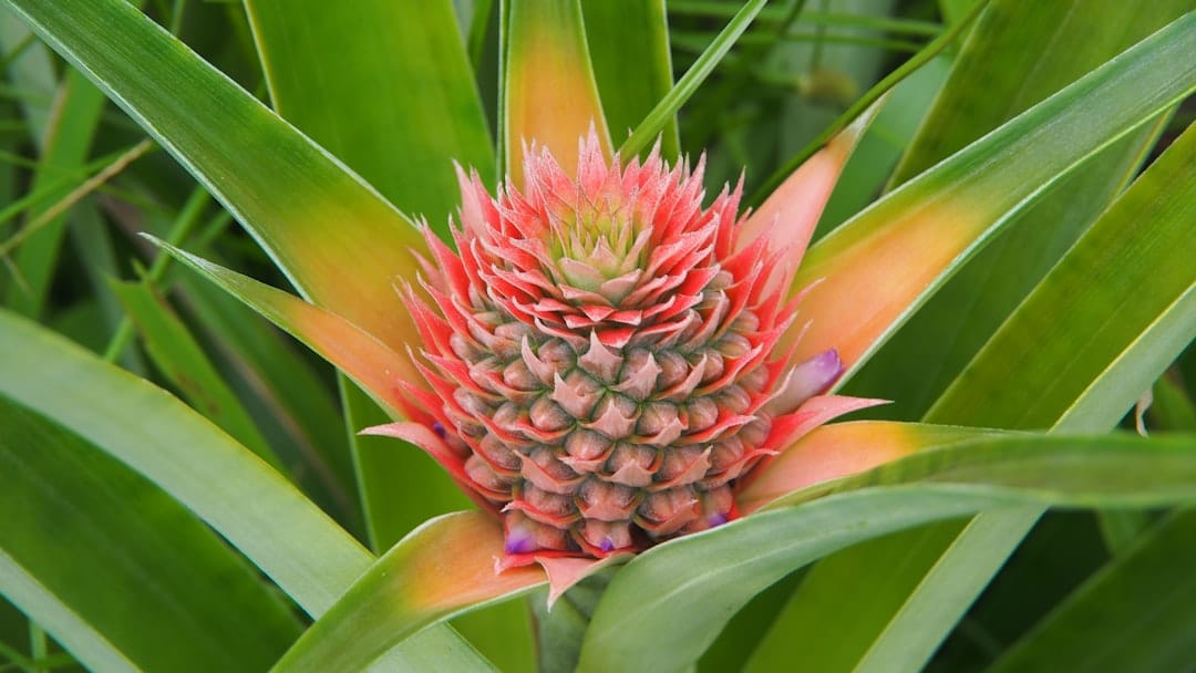 Close up of a lush green pineapple plant representing the botanical terpene profile of Pineapple Chunk cannabis