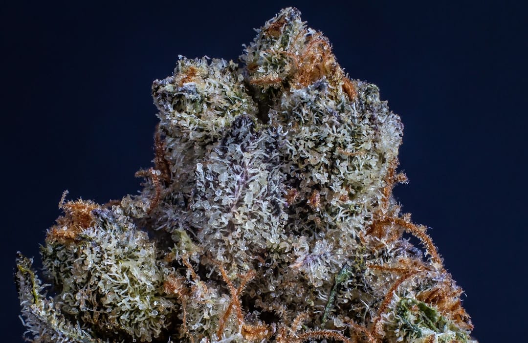 Close-up macro shot of cannabis flower bud showing trichomes and THC crystals