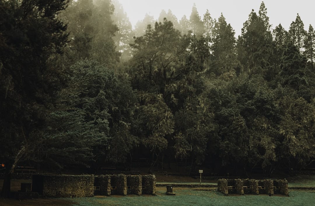 Misty pine forest with tall evergreen trees evoking the pine terpene profile of El Chapo LSO cannabis