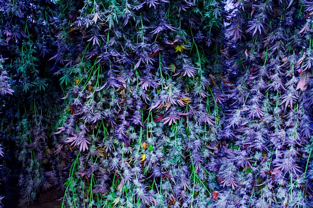 Dense purple cannabis buds with frosty trichomes hanging under grow lights