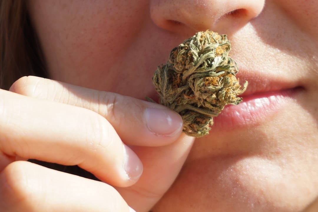 Cannabis bud with green and brown tones showing trichome detail