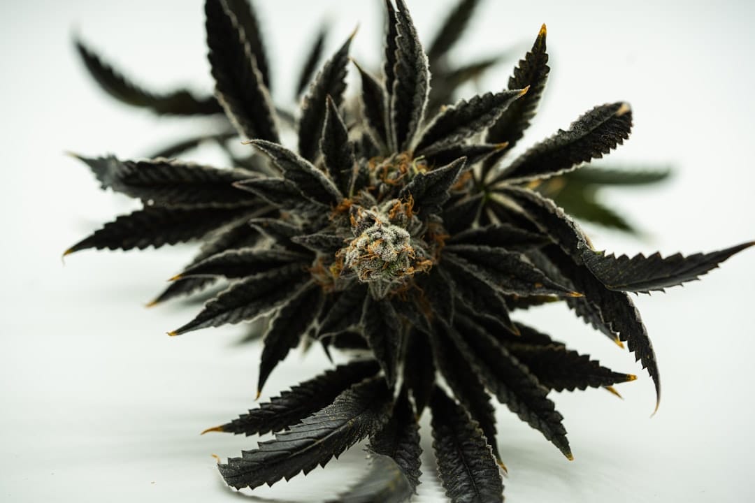 Lush green cannabis plants with healthy leaf growth
