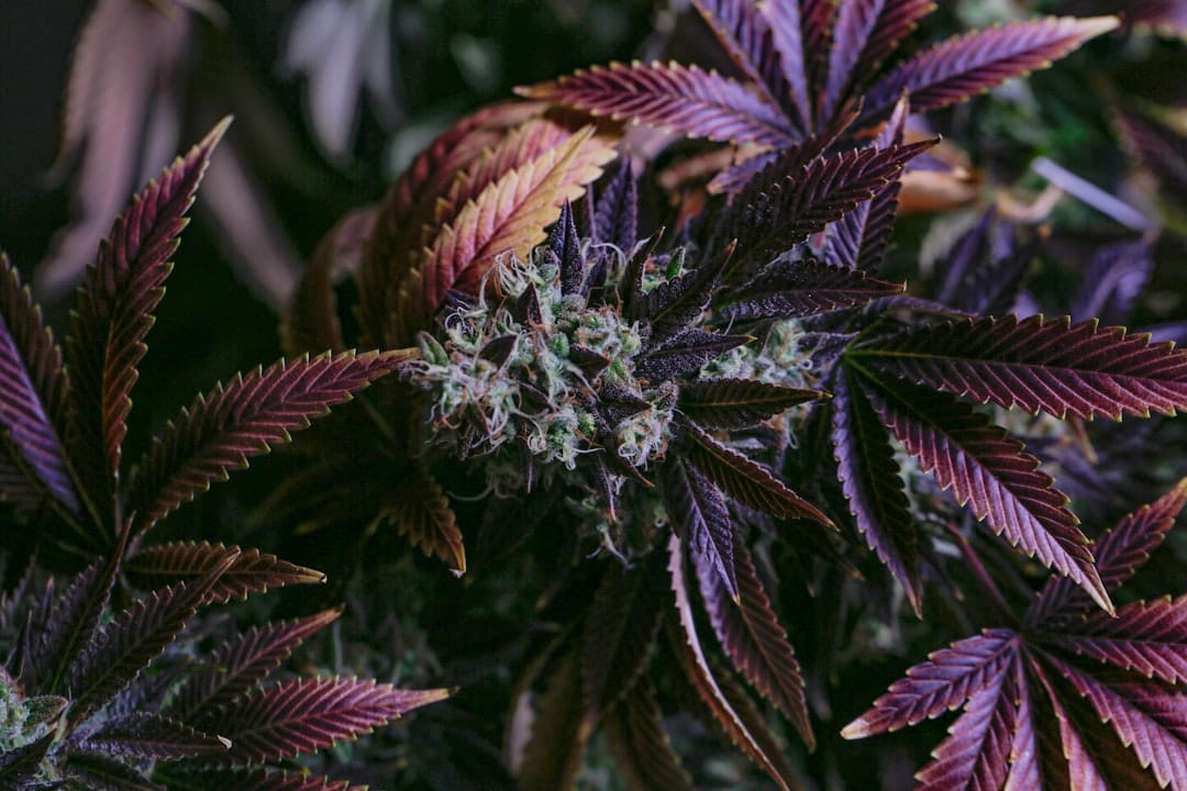 Dense green cannabis buds with orange hairs characteristic of indica-dominant hybrid strains