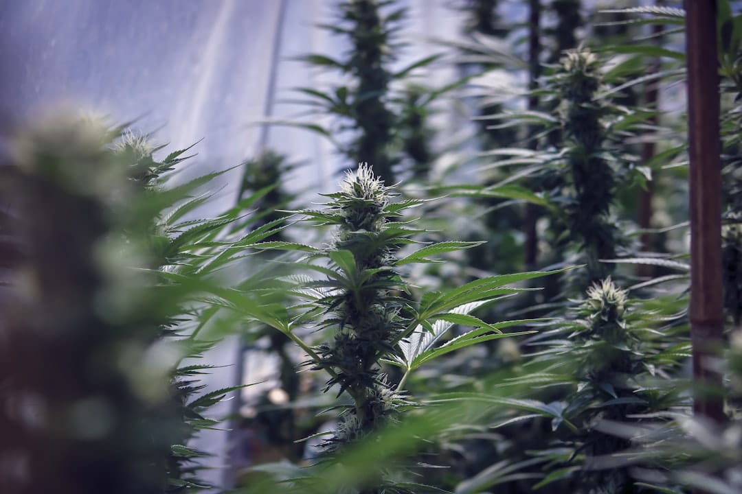 Dense green cannabis buds from an indica-dominant hybrid flower strain
