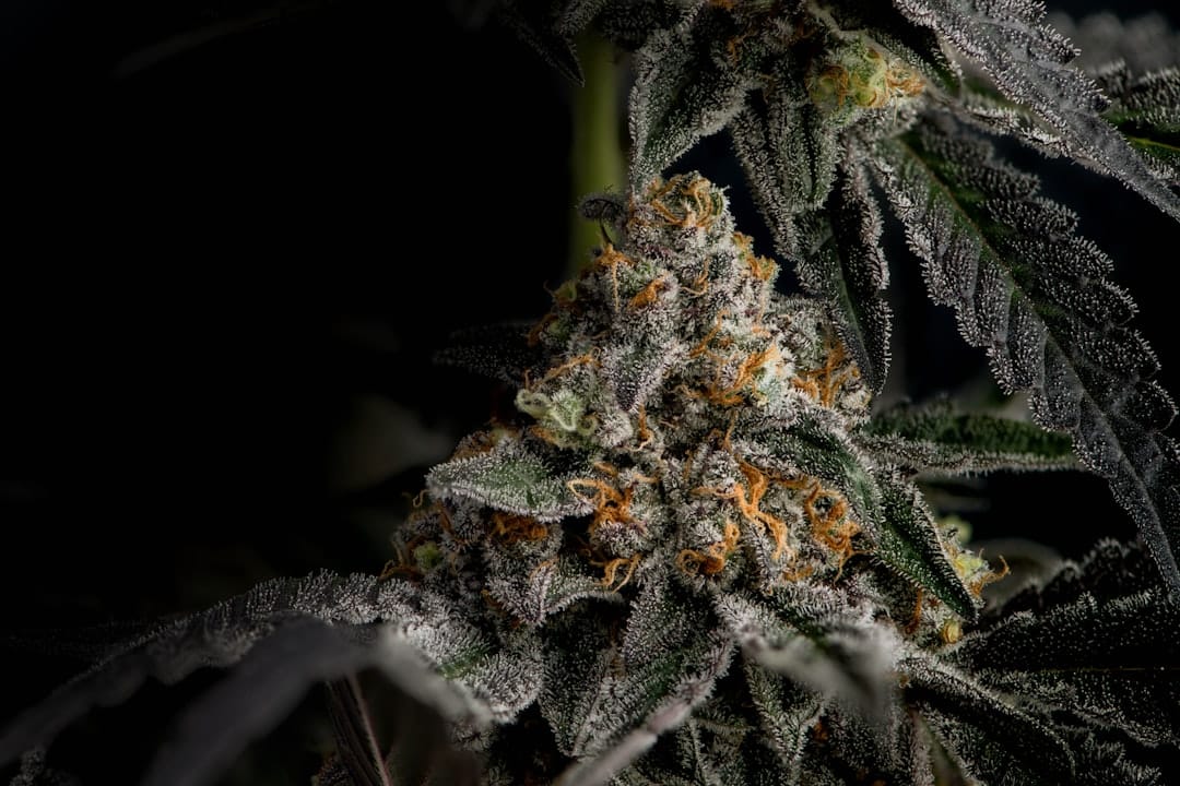 Close-up of frosty cannabis flower trichomes on the Blueberry Mac strain