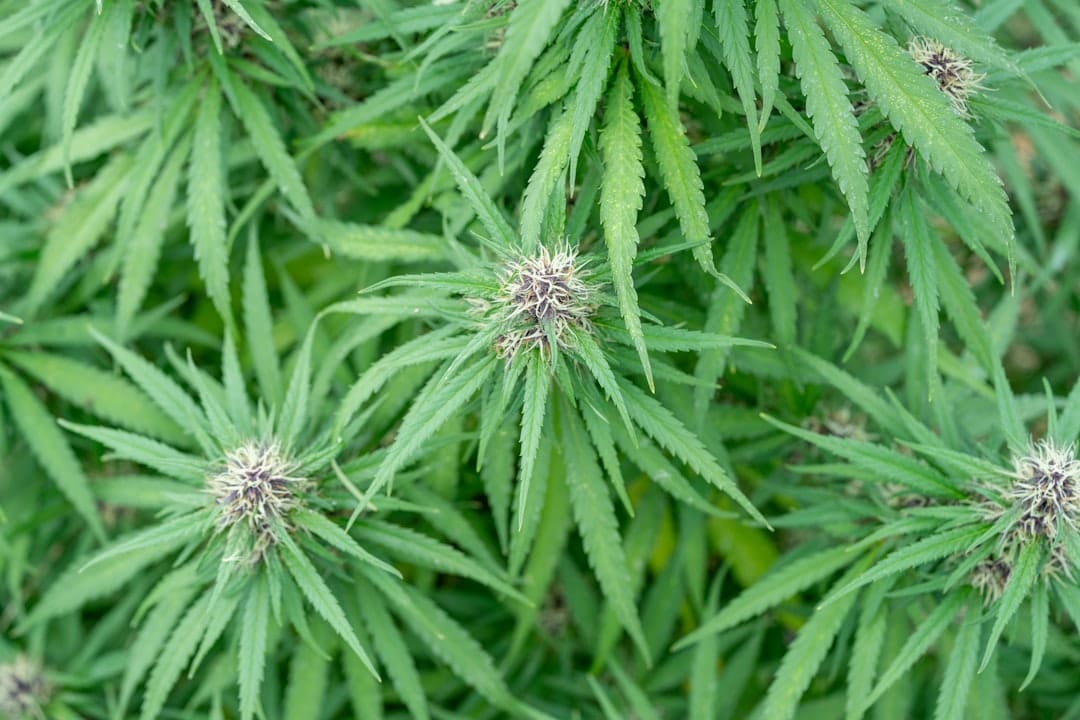 Dense cannabis flower buds with frosty trichomes characteristic of Grease Monkey indica strain