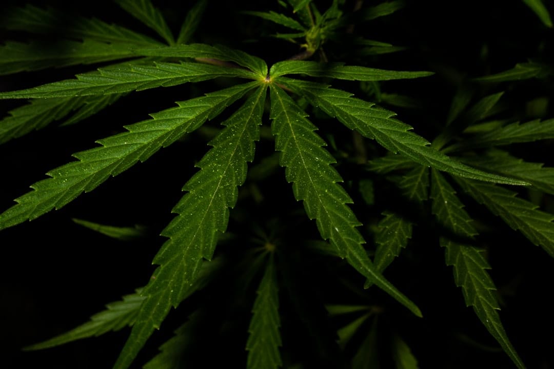 Close up of dense cannabis indica flower with dark trichome-covered buds