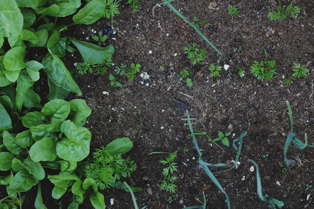 Green seedlings sprouting from rich living soil used in organic cannabis cultivation