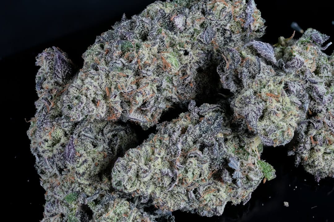 Dense purple cannabis buds typical of indica strains like Pink Bubba