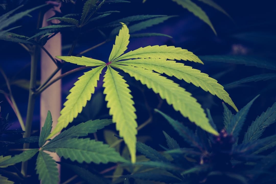 Green cannabis leaf celebrating 4/20 deals in Canada 2026