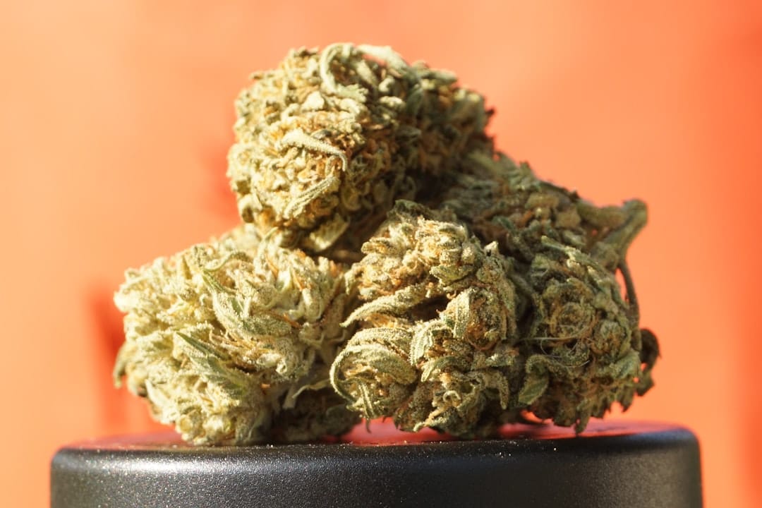 Cannabis hybrid flower buds with dense trichome coverage similar to Peanut Butter Cookies strain