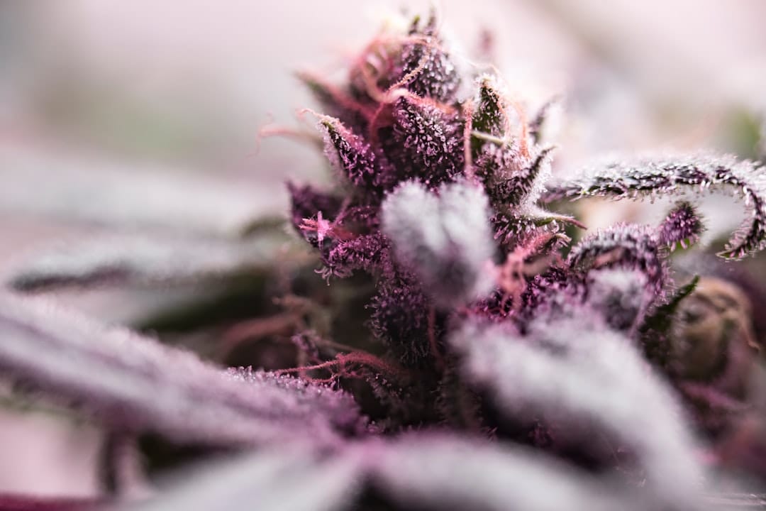 Macro photo of cannabis flower covered in frosty trichomes, showing the resin glands that produce both THC and terpenes